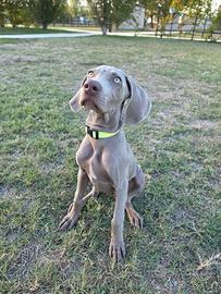 Cuccioli Weimaraner
