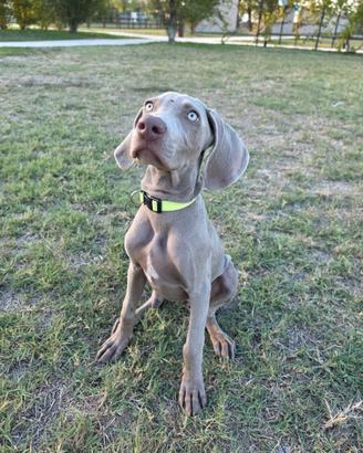 Cuccioli Weimaraner