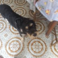 Cagnolina meticcia