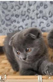 Gattina scottish fold