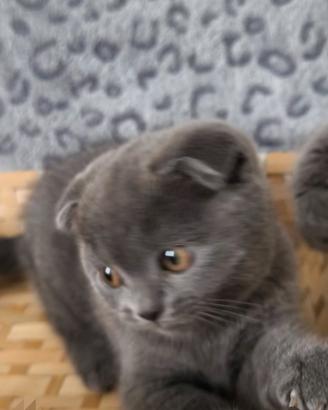 Gattina scottish fold