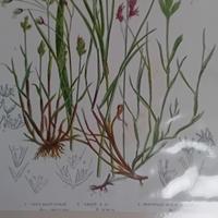 6 stampe antiche di botanica originale 