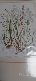 6 stampe antiche di botanica originale 