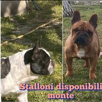 Bulldog francese stallone
