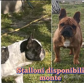 Bulldog francese stallone