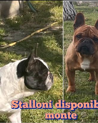 Bulldog francese stallone
