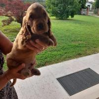 Cocker Spaniel cuccioli