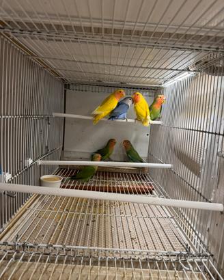 Inseparabili