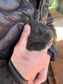 Cucciolo di coniglio un mese