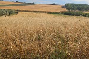 Terreno agricolo 3067 mq Altamura C.da la Putta