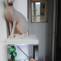 Sphynx con Pedigree