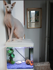 Sphynx con Pedigree