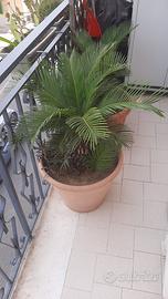 Piante Cycas