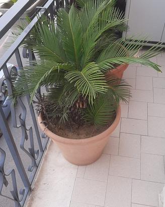 Piante Cycas