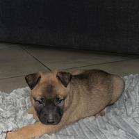 Cucciola pastore belga Malinois
