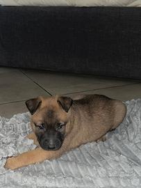 Cucciola pastore belga Malinois