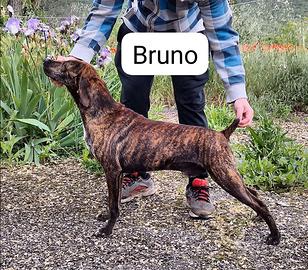 Segugio maremmano capo muta sul cinghiale