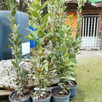 Piante di Alloro 