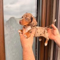Cuccioli di bassotto arlecchino cioccolato