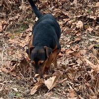 Jack terrier