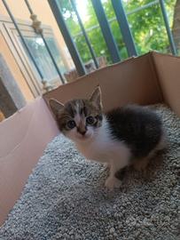 Cucciolo gatto