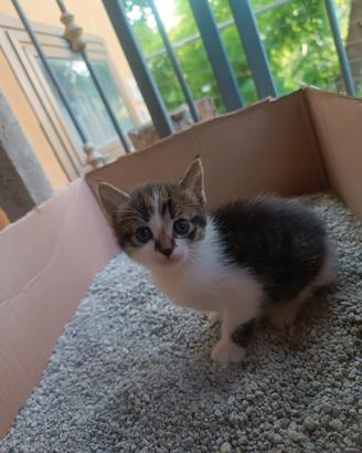 Cucciolo gatto