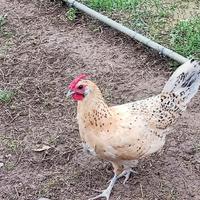 Galline incrocio amburgo pagliettata/romagnola
