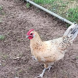 Galline incrocio amburgo pagliettata/romagnola