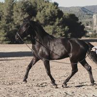 Cavallo murgese