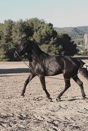 Cavallo murgese