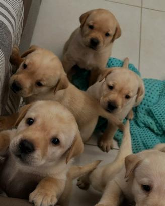 Cuccioli di Labrador