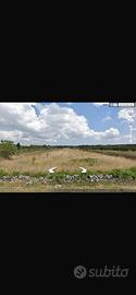 Terreno agricolo San Giuseppe corato