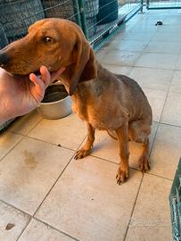 Segugio dell'appennino