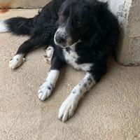 IGOR cucciolone dimenticato