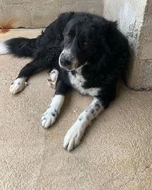 IGOR cucciolone dimenticato