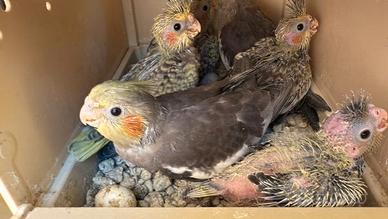 Baby calopsite allevate a mano