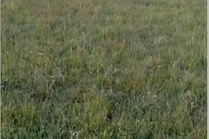 Terreno 4000mq