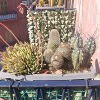 piante d'arredo 