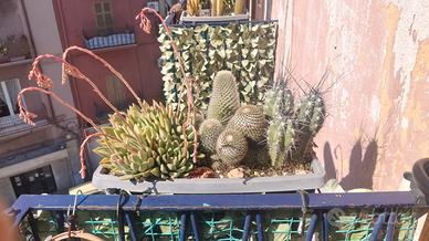  piante d'arredo 