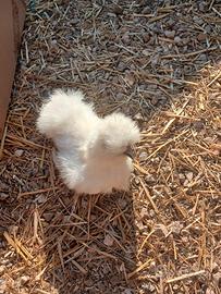 Galline moroseta