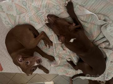 Pitbull rednose