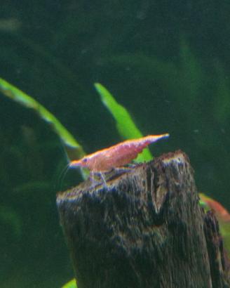 Red Cherry caridine