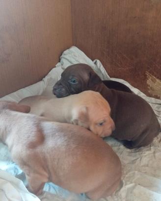 Cuccioli Pitbull