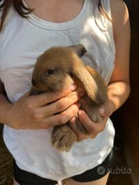 Coniglietti ariete nani