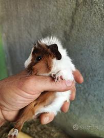 Cavie porcellino d'india