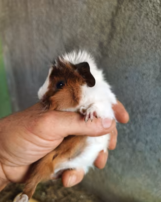 Cavie porcellino d'india