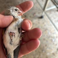 Disponibili cardellini  tushi mutati e mayor