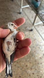 Disponibili cardellini  tushi mutati e mayor