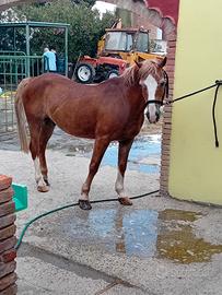 Cavallo doppio pony