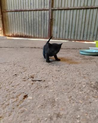 Gattina in adozione